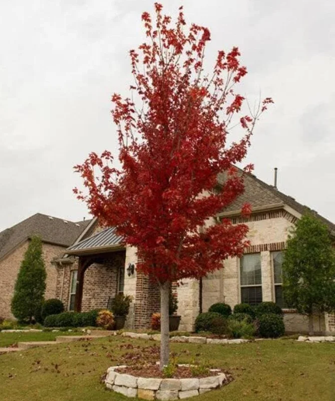 Brandywine Maple Tree Live Plant – 2.5 Inch Pot – Vibrant Fall Color – Outdoor - Image 4