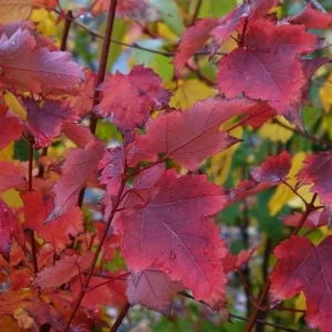 Brandywine Maple Tree Live Plant – 2.5 Inch Pot – Vibrant Fall Color – Outdoor - Image 5