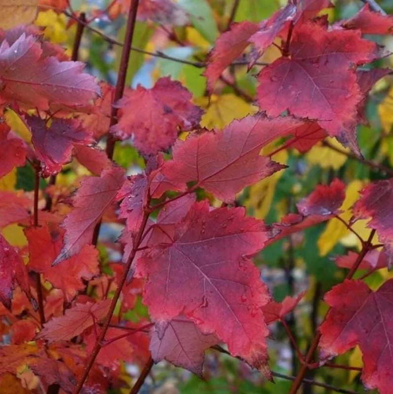 Brandywine Maple Tree Live Plant – 2.5 Inch Pot – Vibrant Fall Color – Outdoor - Image 5