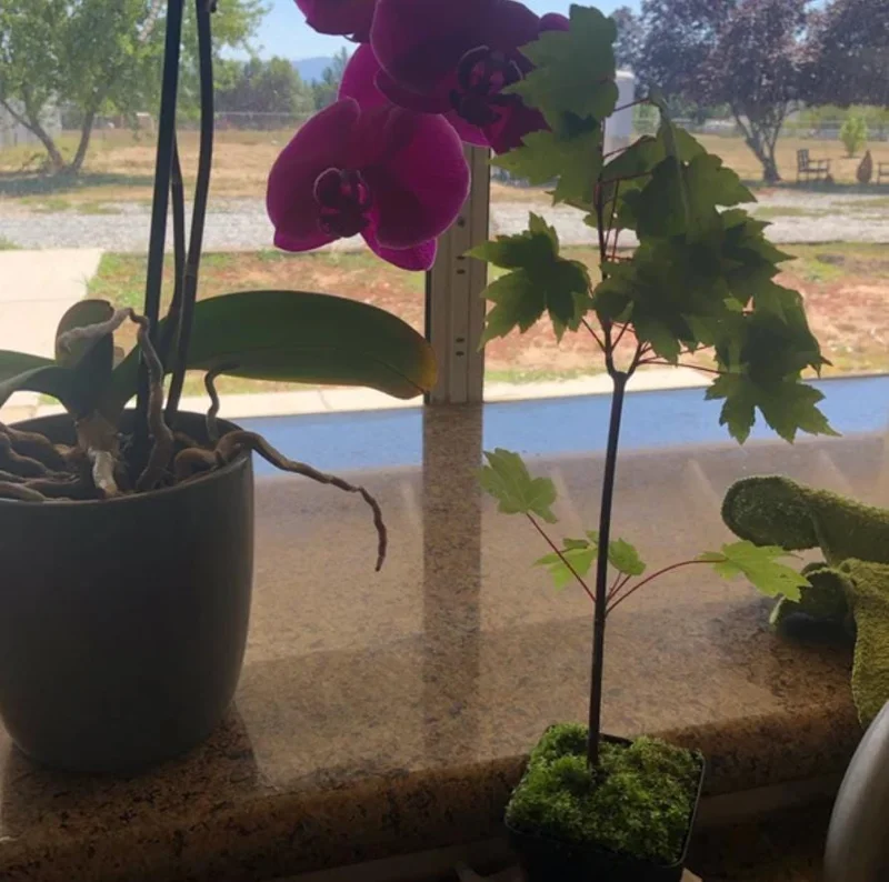 Brandywine Maple Tree Live Plant – 2.5 Inch Pot – Vibrant Fall Color – Outdoor - Image 7