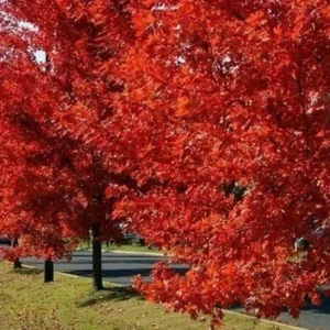 Brandywine Maple Tree Live Plant – 2.5 Inch Pot – Vibrant Fall Color – Outdoor - Image 9