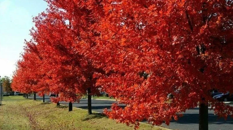 Brandywine Maple Tree Live Plant – 2.5 Inch Pot – Vibrant Fall Color – Outdoor - Image 9