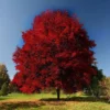 Brandywine Red Maple Tree Live Plant – 2.5" Pot – Vibrant Fall Foliage - Image 1