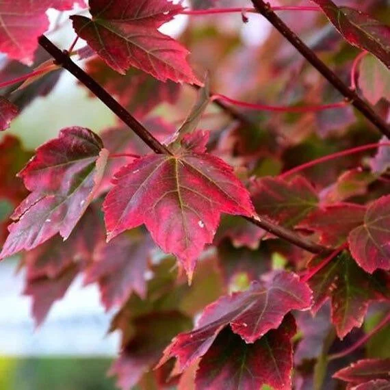 Brandywine Red Maple Tree Live Plant – 2.5" Pot – Vibrant Fall Foliage - Image 2