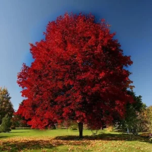 Brandywine Red Maple Tree Live Plant – 2.5