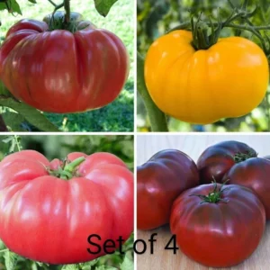 Brandywine Tomato Seeds Mix - 40 Seeds, Red, Yellow, Pink, Black, Heirloom, Annual - Image 1