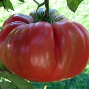 Brandywine Tomato Seeds Mix - 40 Seeds, Red, Yellow, Pink, Black, Heirloom, Annual - Image 5