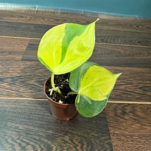 Brasil Philodendron Cuttings Live Plant – Easy Care Indoor Houseplant – Vining - Image 6