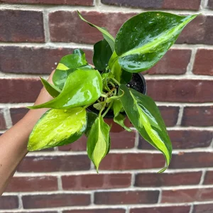 Brasil Philodendron Cuttings Live Plant – Easy Care Indoor Houseplant – Vining - Image 7