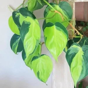 Brasil Philodendron Cuttings & Nursery Pots - Live Houseplant for Low Light - Image 2
