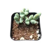 Braunsia Maximiliani Succulent Plant - Live, Drought-Tolerant, Easy Care - Image 1