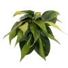 Brazil Philodendron Live Plant 4 inch Pot - Easy Houseplant - Low Light - Image 1
