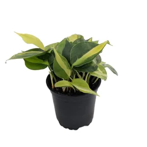 Brazil Philodendron Live Plant 4 inch Pot - Easy Houseplant - Low Light - Image 2