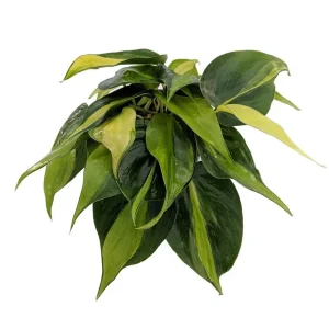 Brazil Philodendron Live Plant 4 inch Pot - Easy Houseplant - Low Light - Image 1