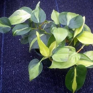 Brazil Philodendron Live Plant 4 inch Pot - Easy Houseplant - Low Light - Image 5