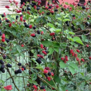 Brazos Blackberry Live Plant – Starter Plug – Rubus fruticosus – USDA Zones 5-10 - Image 3
