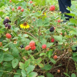 Brazos Blackberry Live Plant – Starter Plug – Rubus fruticosus – USDA Zones 5-10 - Image 8