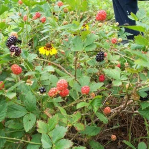 Brazos Blackberry Starter Plug - Live Plant - Rubus fruticosus - High Yielding - Image 8