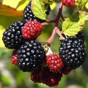 Brazos Blackberry Starter Plug - Rubus fruticosus - Live Plant - USDA Zones 5-10 - Image 1