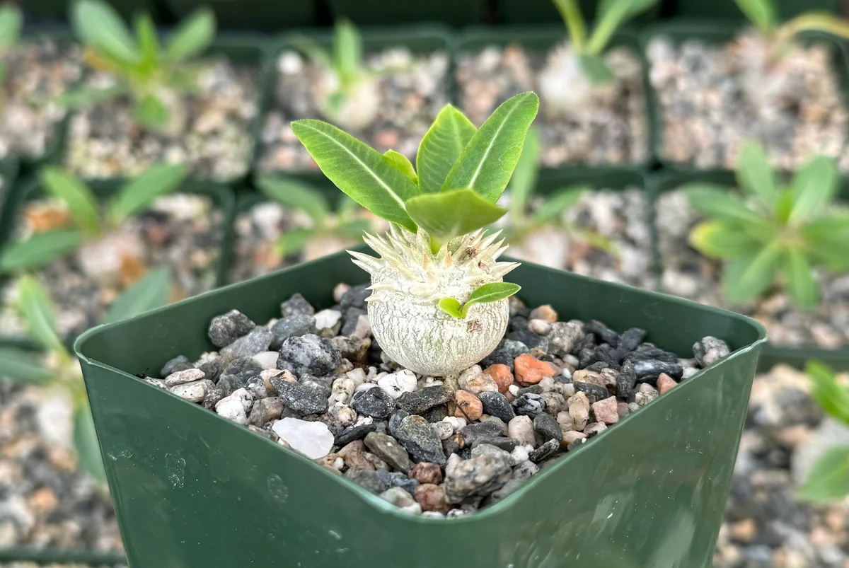 Brevicaule Succulent Live Plant – Rare Caudex Plant in 3 inch pot – Indoor - Image 2
