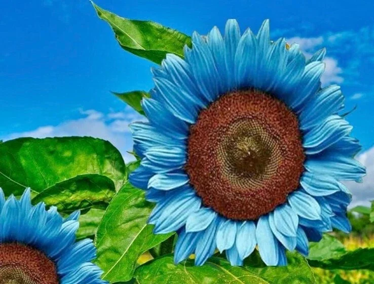 Bright Blue Sunflower Seeds - 50+ Pack - Fast Growing Annual for Garden - Image 2