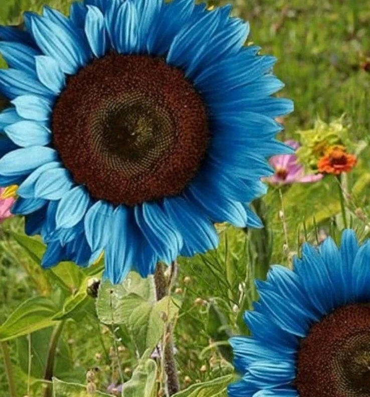 Bright Blue Sunflower Seeds - 50+ Pack - Fast Growing Annual for Garden - Image 3