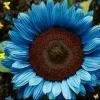 Bright Blue Sunflower Seeds - 50+ Pack - Fast Growing Annual for Garden - Image 1