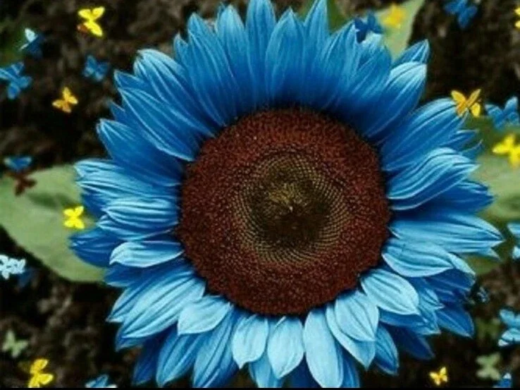 Bright Blue Sunflower Seeds - 50+ Pack - Fast Growing Annual for Garden - Image 1