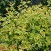 Brilliantina Abelia Live Plant – 4 inch Pot – Vibrant Foliage Shrub - Image 1