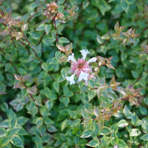 Brilliantina Abelia Live Plant – 4 inch Pot – Vibrant Foliage Shrub - Image 2