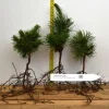Bristlecone Pine Bare Root Live Plant - 2 Year Old Pinus aristata for Bonsai - Image 1