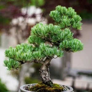 Bristlecone Pine Bare Root Live Plant - 2 Year Old Pinus aristata for Bonsai - Image 2