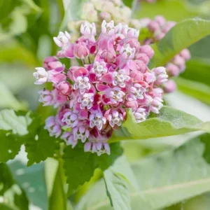 Broadleaf Milkweed Live Plants - Asclepias perennis - Set of 2, 3-6
