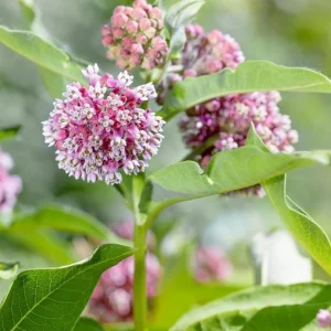 Broadleaf Milkweed Live Plants - Asclepias perennis - Set of 2, 3-6