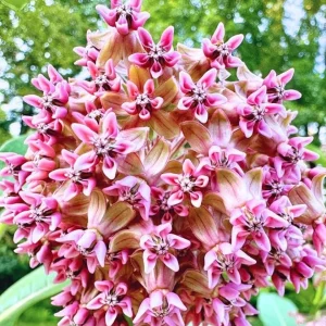 Broadleaf Milkweed Live Plants - Asclepias perennis - Set of 2, 3-6