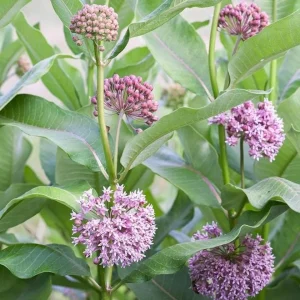 Broadleaf Milkweed Live Plants - Asclepias perennis - Set of 2, 3-6