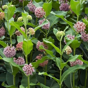 Broadleaf Milkweed Live Plants - Asclepias perennis - Set of 2, 3-6