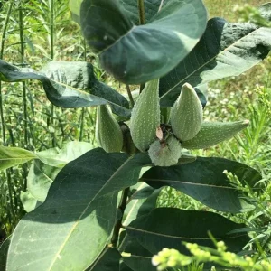 Broadleaf Milkweed Live Plants - Asclepias perennis - Set of 2, 3-6
