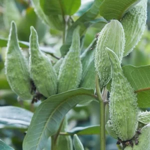Broadleaf Milkweed Live Plants - Asclepias perennis - Set of 2, 3-6