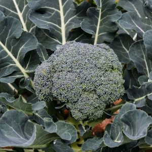 Broccoli Hancock Seeds - 500 Count Vegetable Seeds for Outdoor Planting - Image 1
