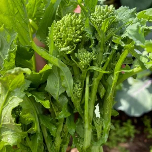Broccoli Raab Spring Rapini Seeds – 500 Seed Pack – Vegetable Seeds – Outdoor - Image 1