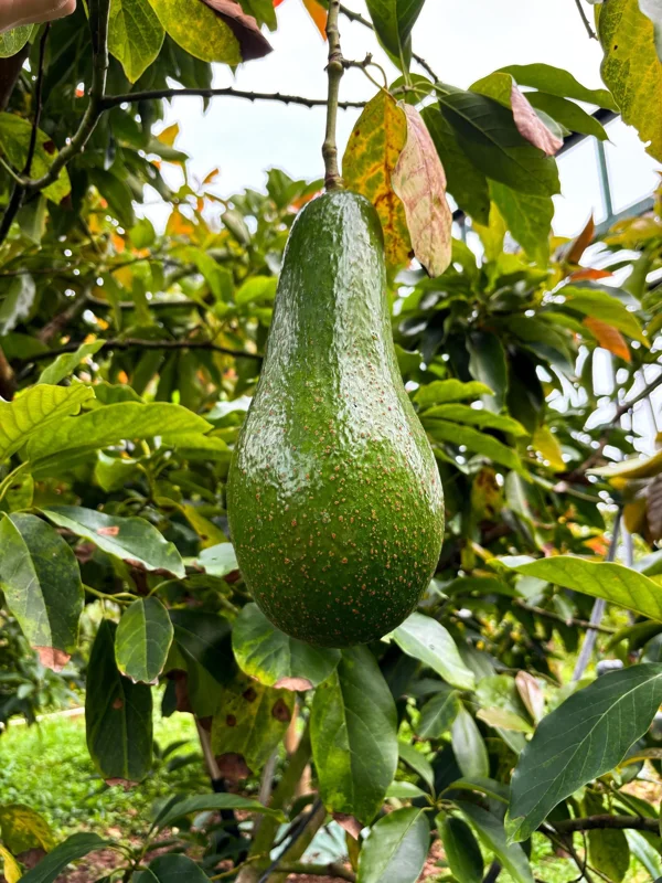 Brogdon Avocado Tree Live Plant - 1 ft Tall Grafted in 6-inch Pot - Image 1