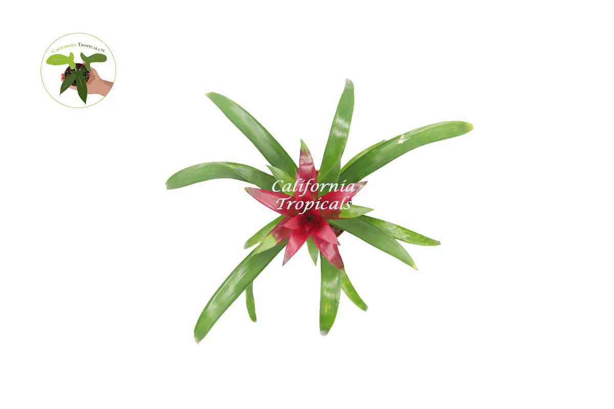 Bromeliad Live Plant - 4 inch Pot - Tropical Houseplant for Indoor Decor - Image 10