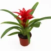 Bromeliad Live Plant - 4 inch Pot - Tropical Houseplant for Indoor Decor - Image 1