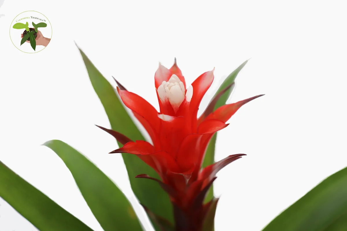 Bromeliad Live Plant - 4 inch Pot - Tropical Houseplant for Indoor Decor - Image 3