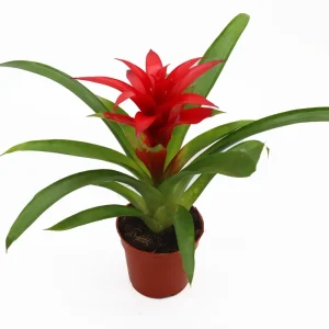 Bromeliad Live Plant - 4 inch Pot - Tropical Houseplant for Indoor Decor - Image 1