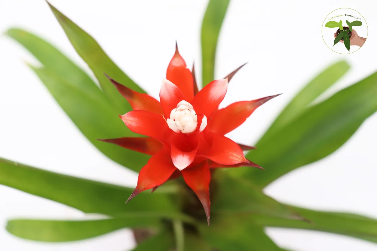 Bromeliad Live Plant - 4 inch Pot - Tropical Houseplant for Indoor Decor - Image 4