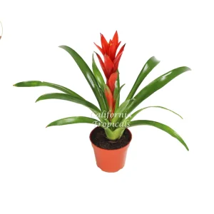 Bromeliad Live Plant - 4 inch Pot - Tropical Houseplant for Indoor Decor - Image 5