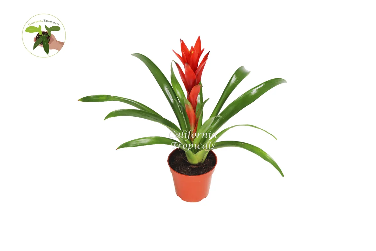 Bromeliad Live Plant - 4 inch Pot - Tropical Houseplant for Indoor Decor - Image 5