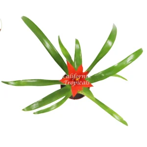 Bromeliad Live Plant - 4 inch Pot - Tropical Houseplant for Indoor Decor - Image 6